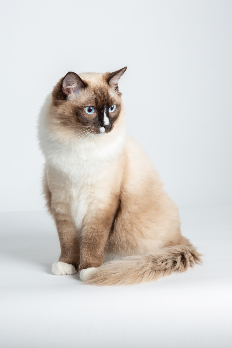 Ragdoll cat: some believed that aliens have contributed to its development  - Love my catz