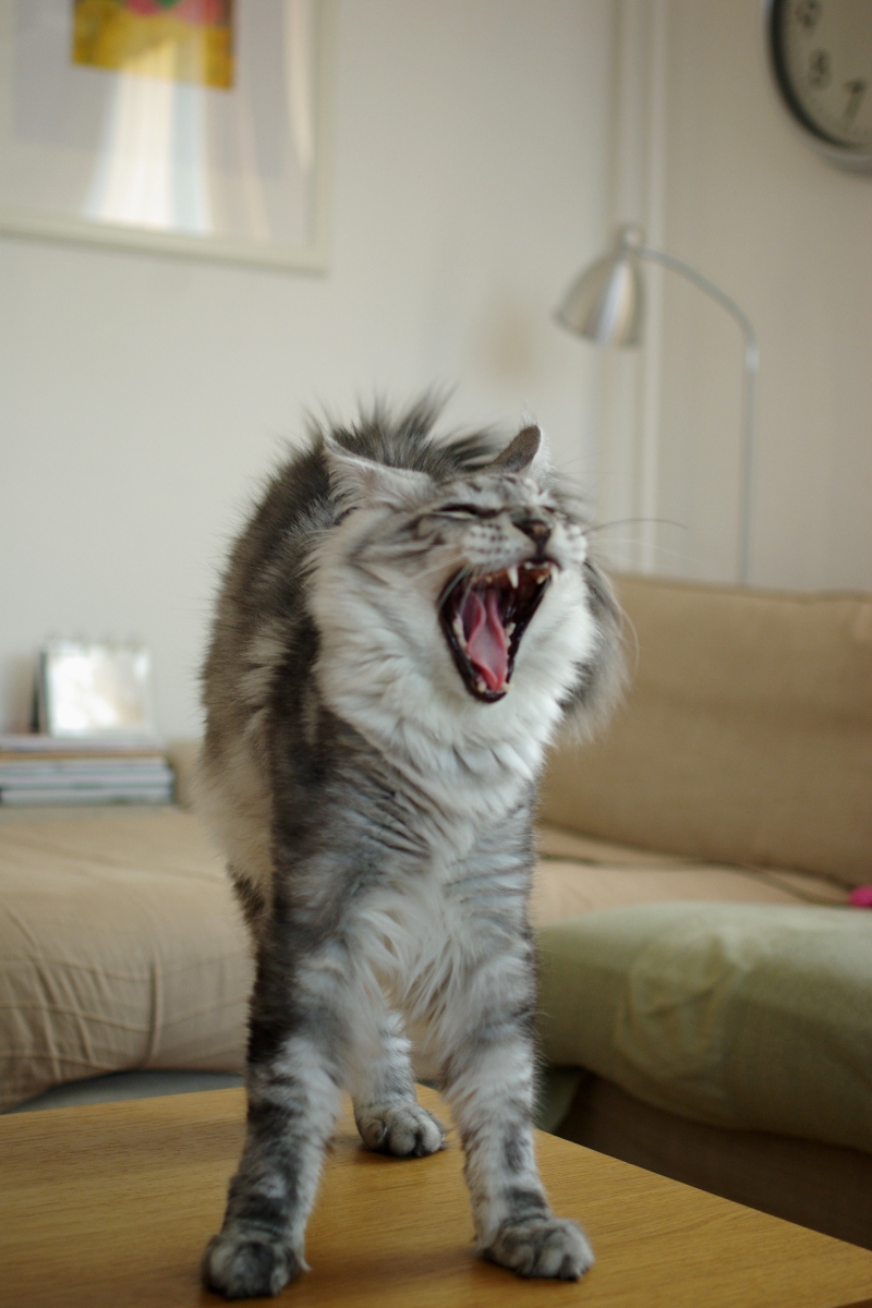 The 7 most common cat sounds and their meanings - Love my catz