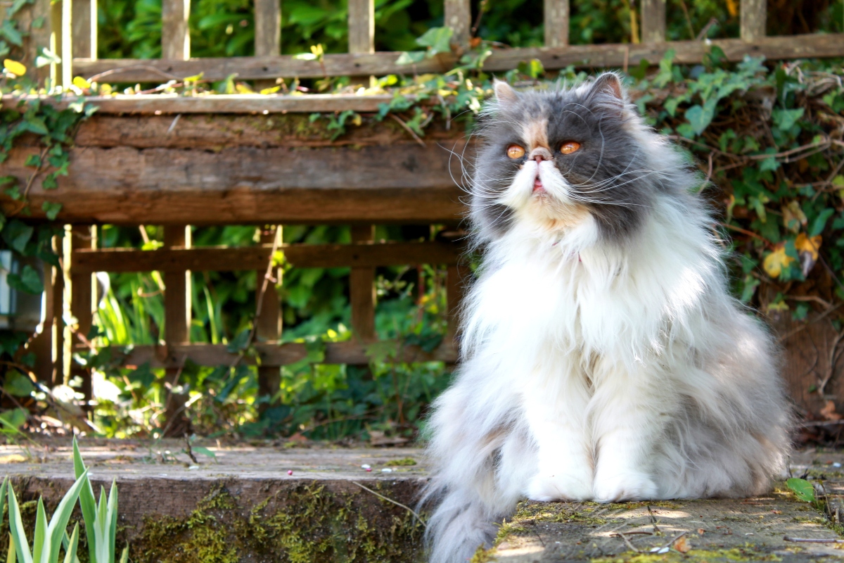 8 lenyűgöző tény a perzsa macskákról: még a kutyás királynő sem tudott nekik ellenállni