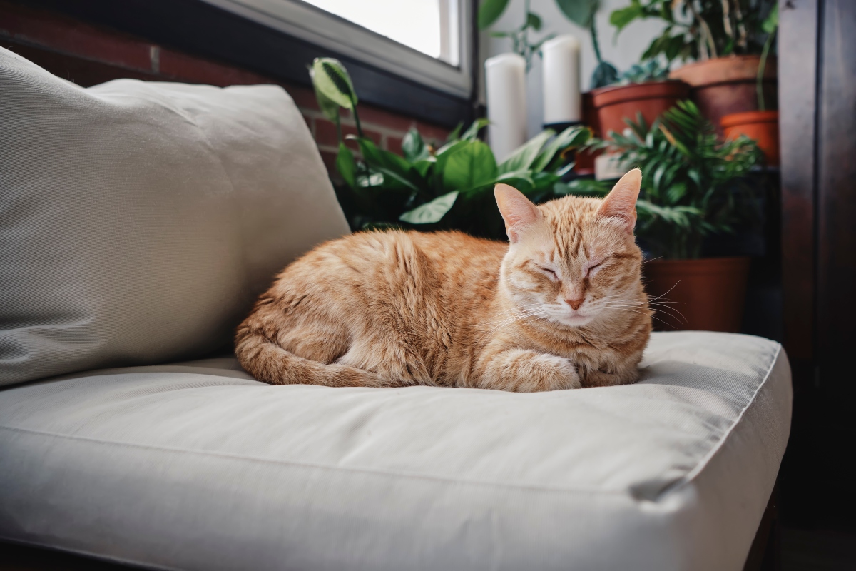 5 meglepő ok, amiért a macskák befordítják a mancsukat: veheted ezt egy „Kérem, ne zavarjanak!” kiírásnak is