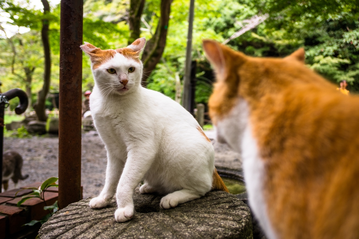 A macskák hosszas szeparáció után is felismerik a rokonaikat? Kicsit máshogy megy ez náluk, mint gondolnád
