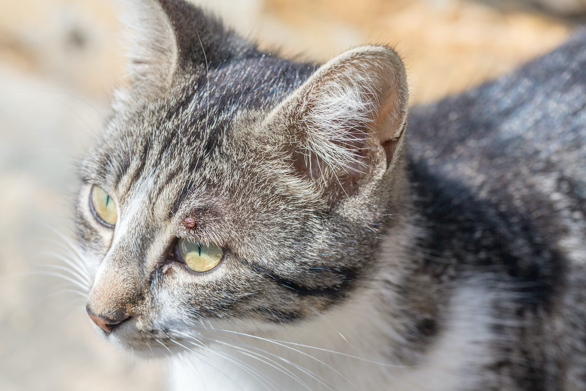 6 pont a macskád testén, ami a kullancsok kedvenc búvóhelye: ezekre nem is gondolnál