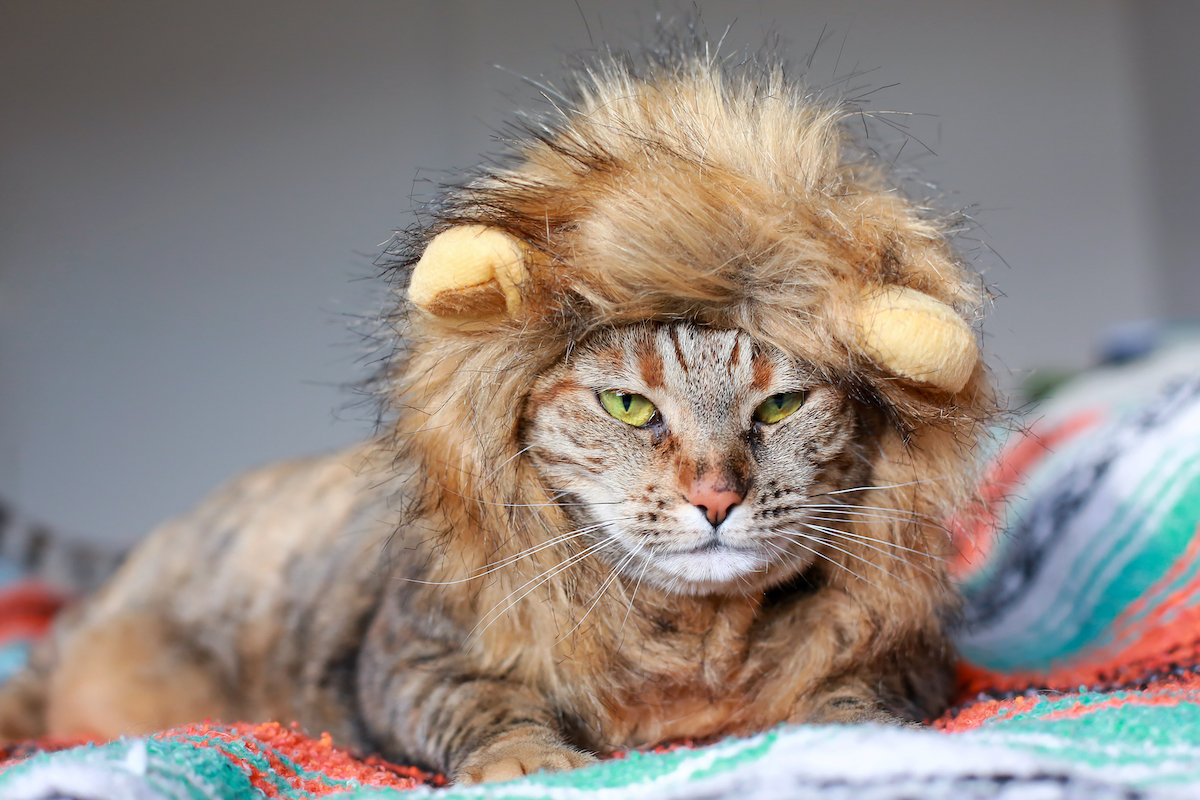 A te macskád is úgy viselkedik, mintha ő lenne az állatok királya? Ilyennek látják magukat valójában