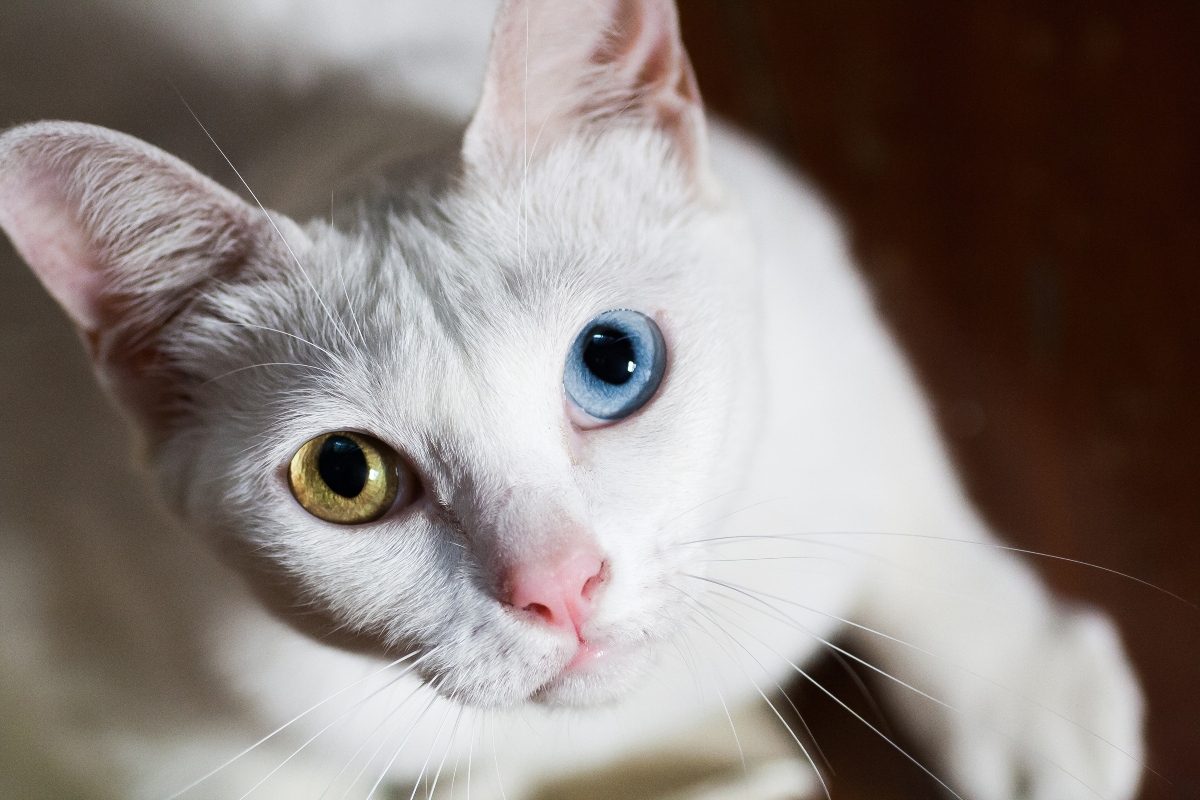 A 6 legdrágább macskafajta a világon: a gyémántszemű cica is köztük van