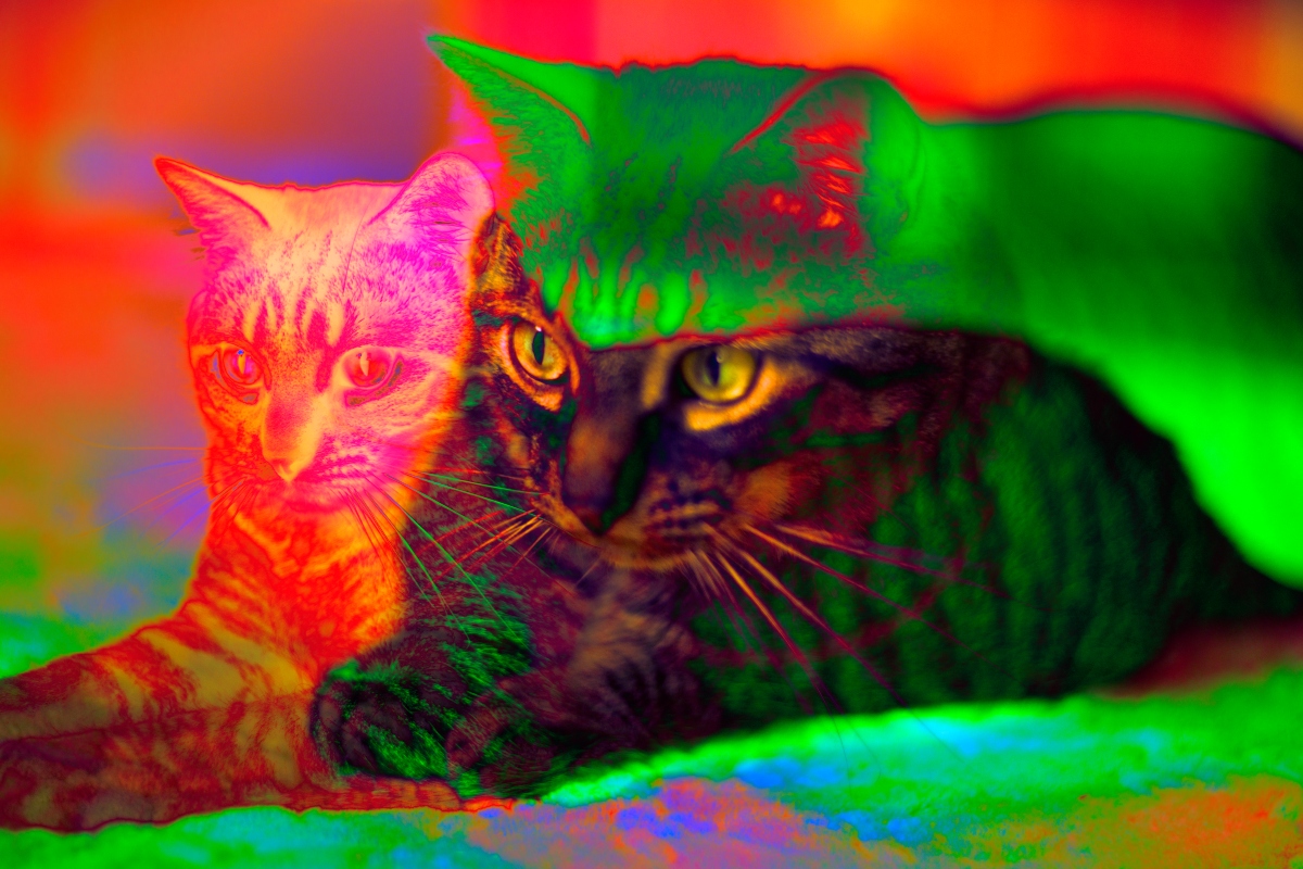 Színváltó macskákkal figyelmeztetnék az utókort a radioaktív sugárzásra