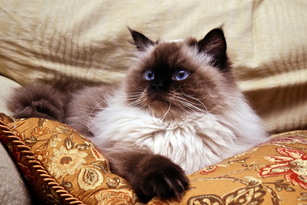A 6 legnyugodtabb macskafajta: az édes himaláját imádni fogod