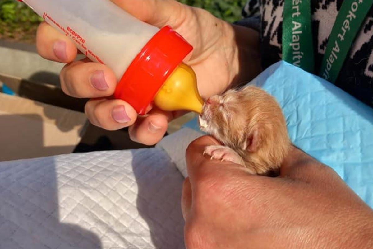 A kukába dobott macskák már úgyesen esznek az üvegből./Kép: Tiszta Szívvel az Állatokért Alapítvány