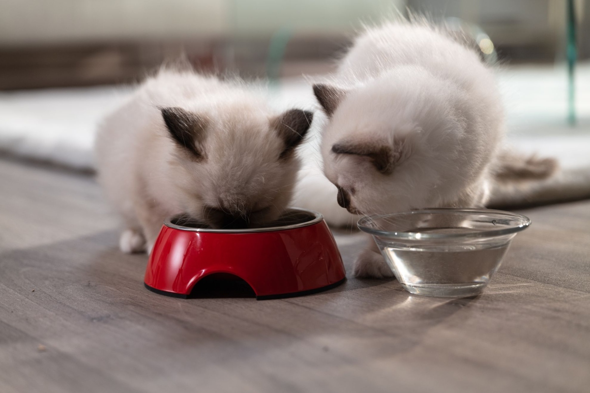A macskák kölyökkori táplálása hatással van egész életükre: mutatjuk, hogy miért van szükségük speciális eledelre