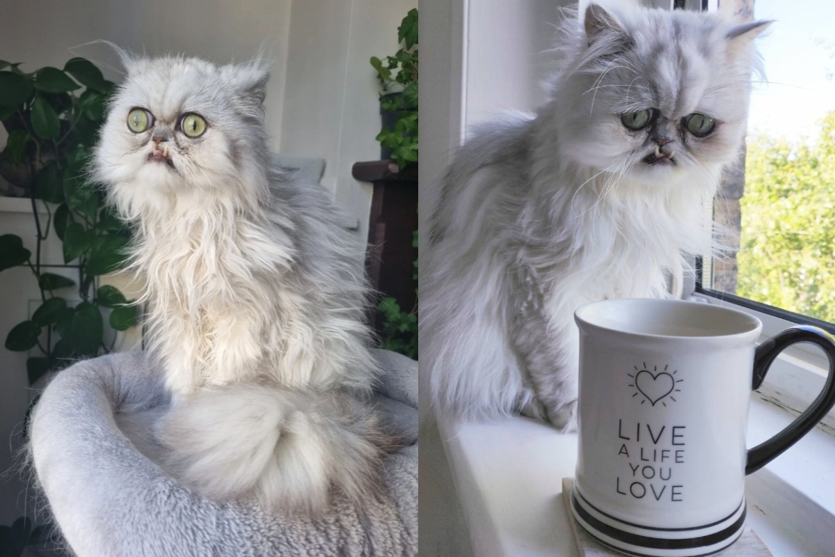 Wilfred Warrior macska külseje zavarbaejtő: nem egy hétköznapi szépség