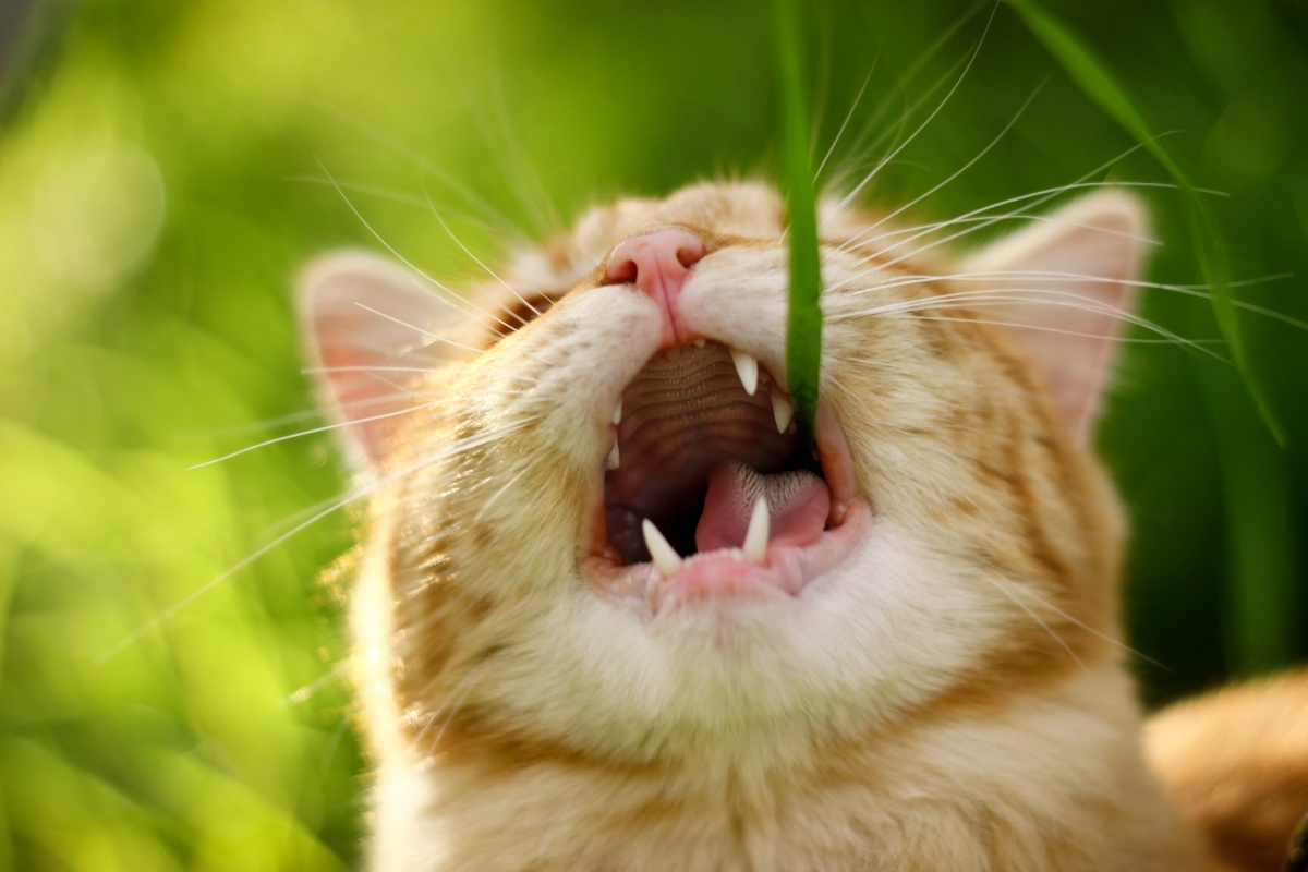 A fű az evés után gyakran visszaköszön a macska gyomrából.