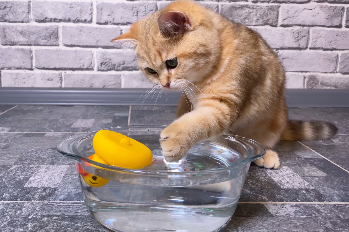 Oka van, amiért a macska vizes tálba teszi a játékát.