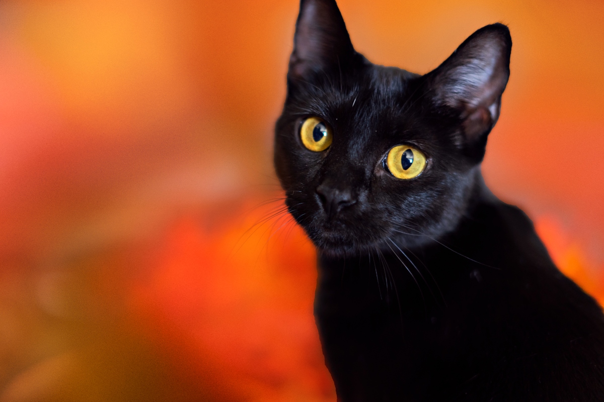 Fekete macska.