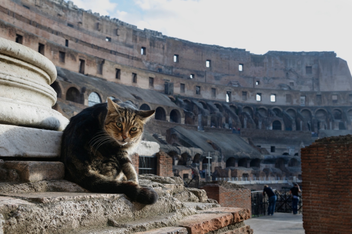 Olaszország a macska számára is idilli hely.