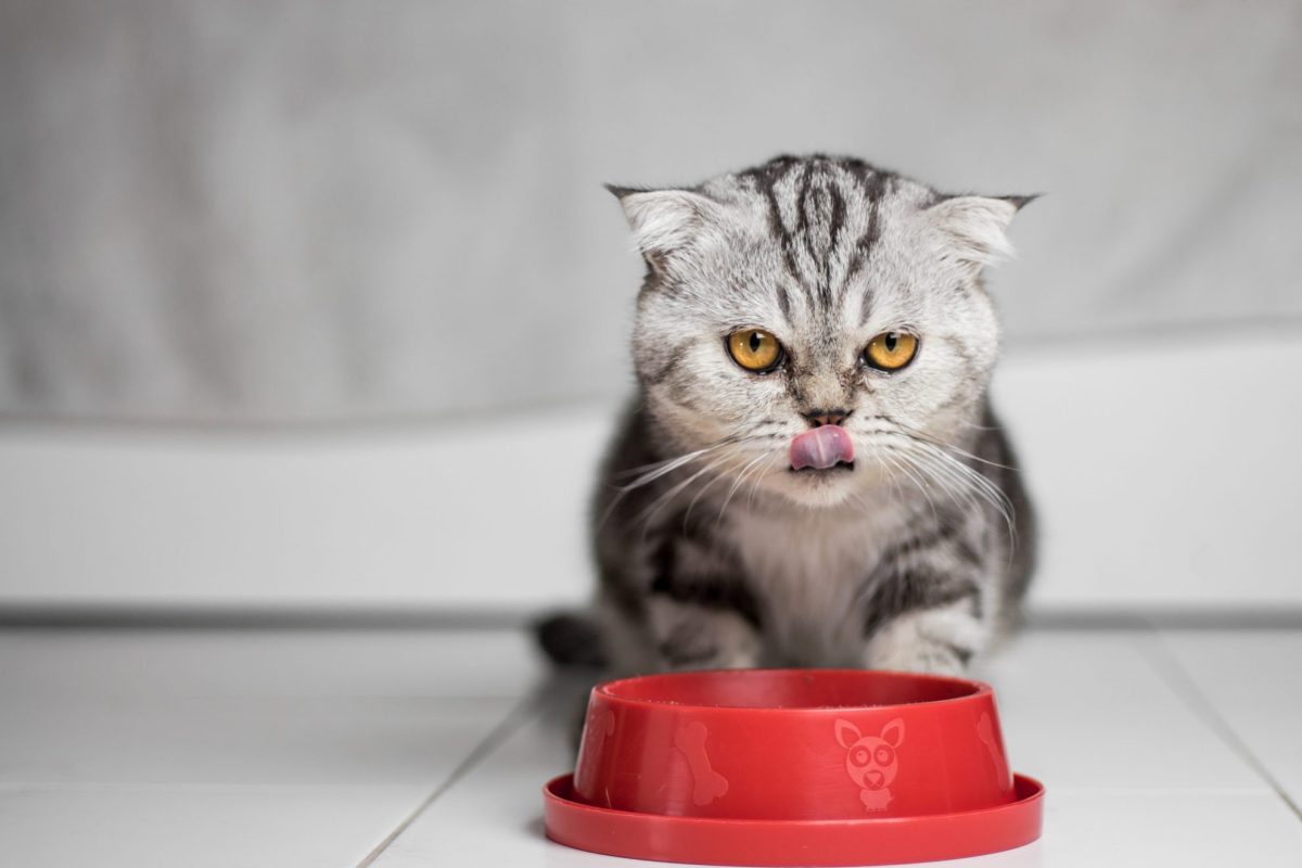 Vegán étrend macskáknak?