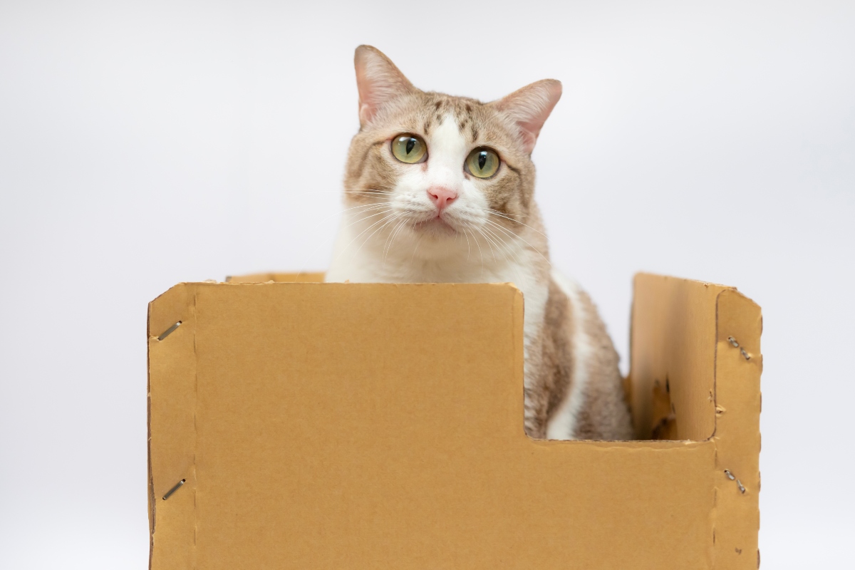 A legtöbb macska számára a doboz a legjobb játék.