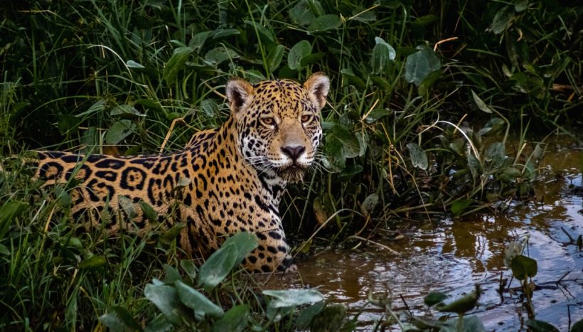 Jaguár támadt az állatkerti látogatóra