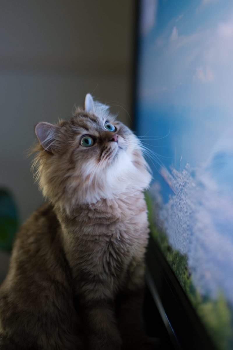 Amikor a macska tévét néz, teljesen megbabonázhatja a képernyő.