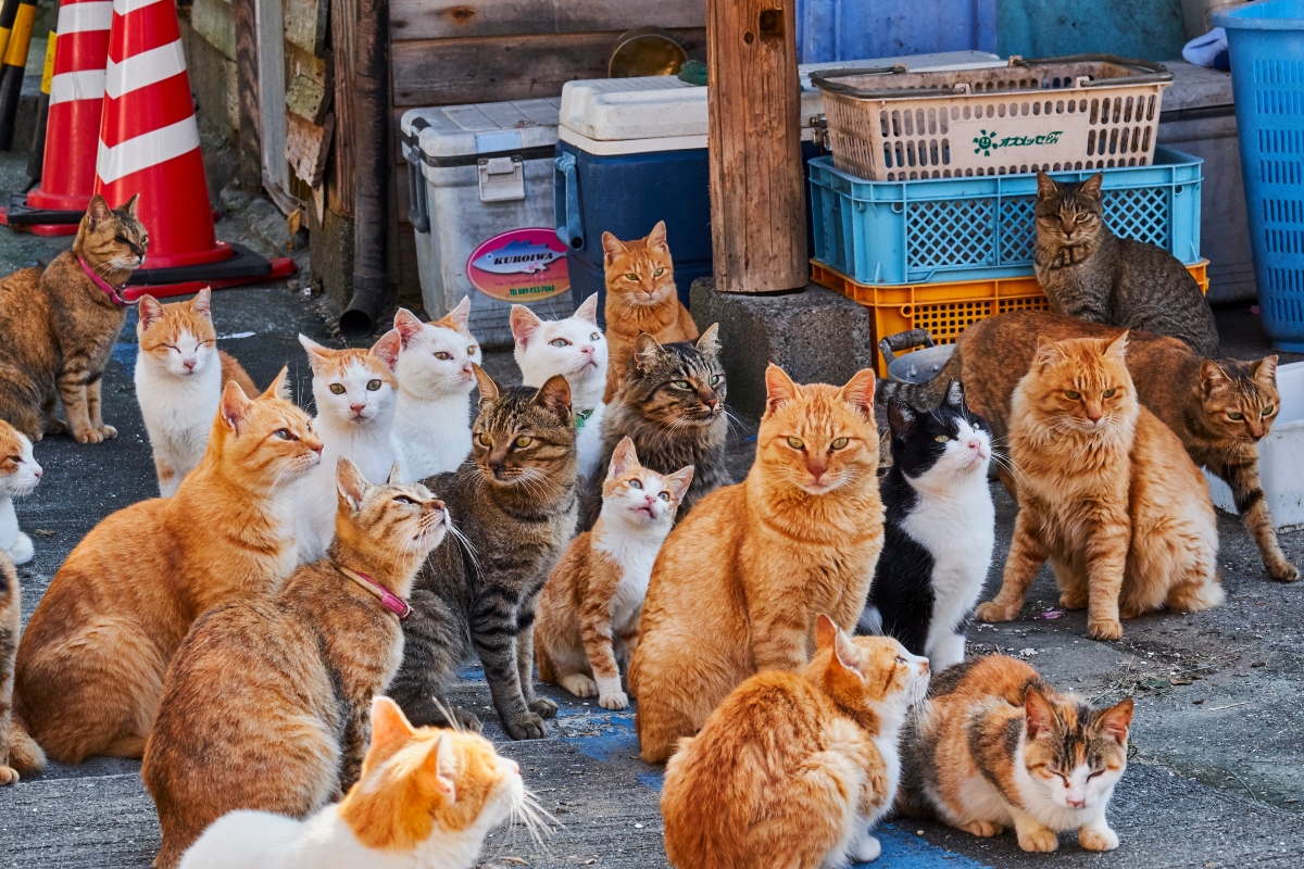 Aoshima több száz macska otthona