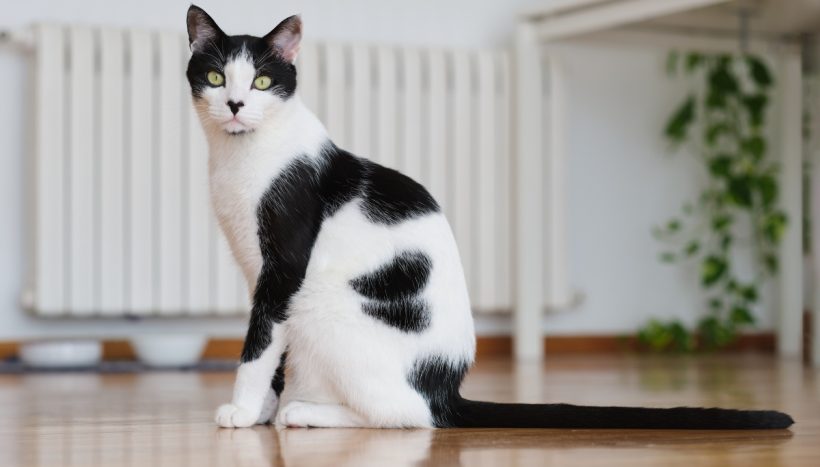 4 dolog, amivel elérheted, hogy macskád valóban önmaga lehessen