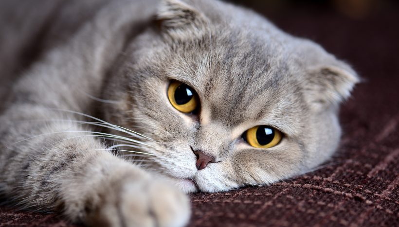 Hatalmas árat fizet bájos külleméért a világ egyik legnépszerűbb macskafajtája